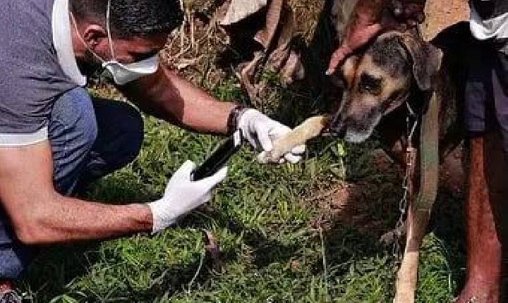 A vocação do Médico-Veterinário: cuidado que se transforma em proteção