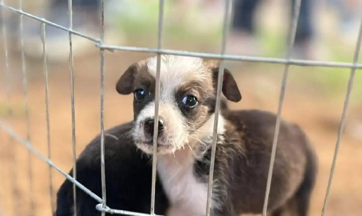 Adoção Responsável e Acolhimento: Iniciativas da Clínica de Bem-Estar Animal em Porto Velho