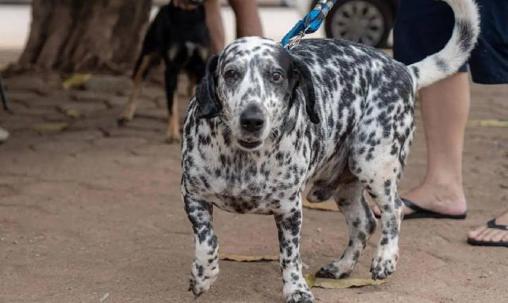 Ainda não levou seu pet ao Dia D? A vacinação contra a raiva segue disponível