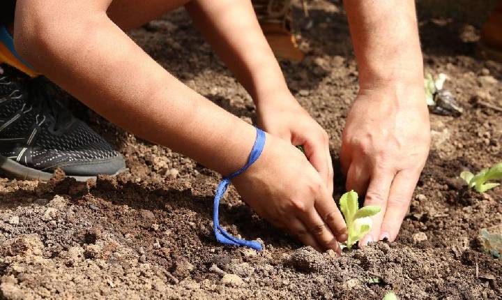 Candidatos são convocados a apoiar a agroecologia