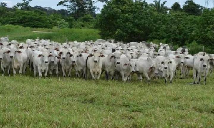 Cláudia de Jesus destina R$ 80 mil para programa de melhoramento genético bovino em Urupá