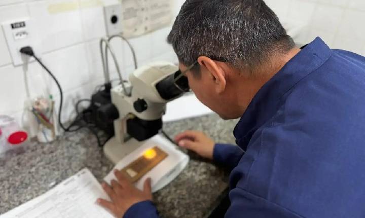 Coleta de ovitrampas avança na preparação para o Método Wolbachia