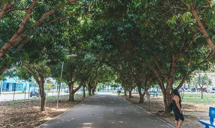 Dia da Árvore é comemorado pela Prefeitura de Porto Velho