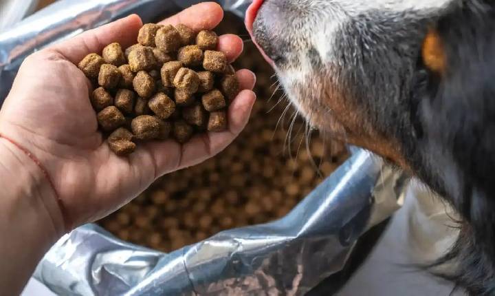 Distribuição de ração reforça apoio a protetores de cães e gatos