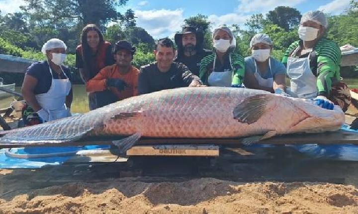 Gigantesco pirarucu é pescado em Costa Marques, Rondônia