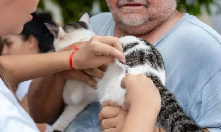 Imunização no 'Setembro Caramelo' vacinou mais de 30 mil animais em Porto Velho