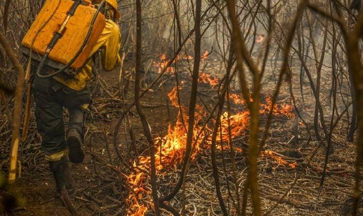 Iniciativa estabelece a figura do ‘boi bombeiro’ para a prevenção de incêndios no Pantanal