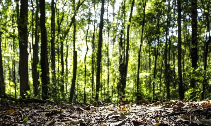 Marcos históricos na produção florestal brasileira: R$ 47,9 bilhões em 2025