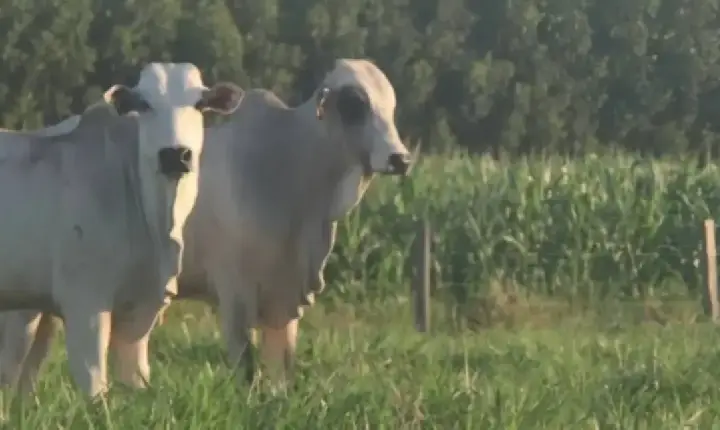 Pecuária sustentável é foco de Dia de Campo com novas tecnologias em Porto Velho