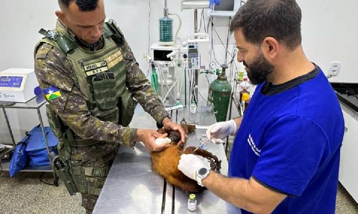 Polícia Ambiental resgata bugio e filhote após suspeita de choque elétrico em Alta Floresta d’Oeste