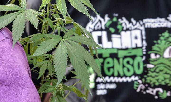 Prisão preventiva se destaca em flagrantes por drogas em comparação a outros delitos