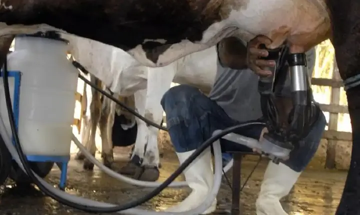Produção de leite bate recorde mesmo com redução de vacas ordenhadas