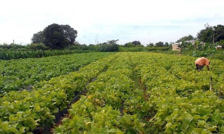 R$ 64,3 milhões em crédito para segurança alimentar e comunidades indígenas