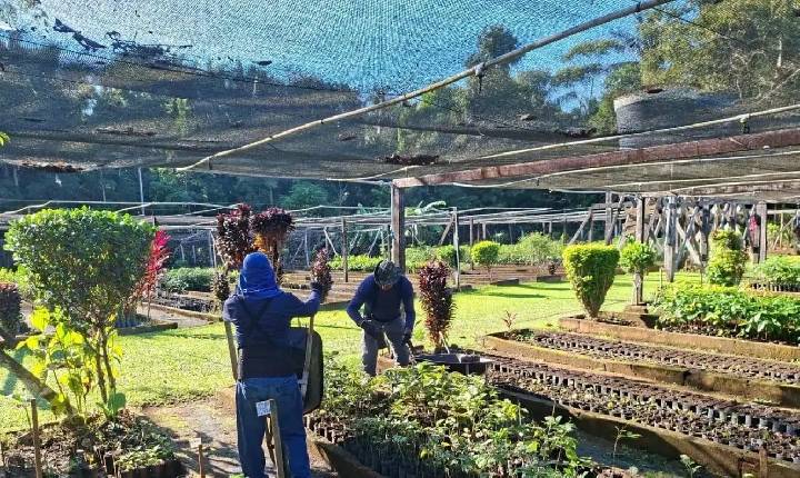 Retomada da distribuição de mudas é garantida por planejamento na época certa para o plantio