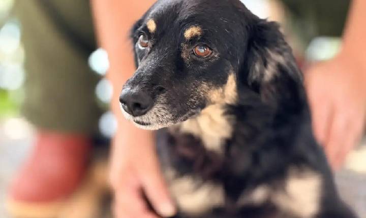 Superação de um cachorro comunitário traz esperança a todos