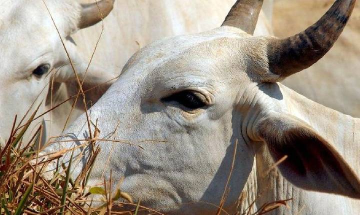 Tarifa de 67% é aplicada à carne brasileira no mercado chinês