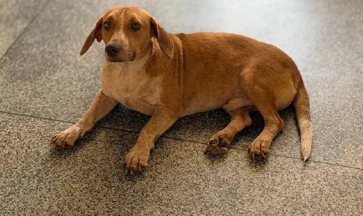 Tuco, o cão que superou um atropelamento, busca um lar amoroso