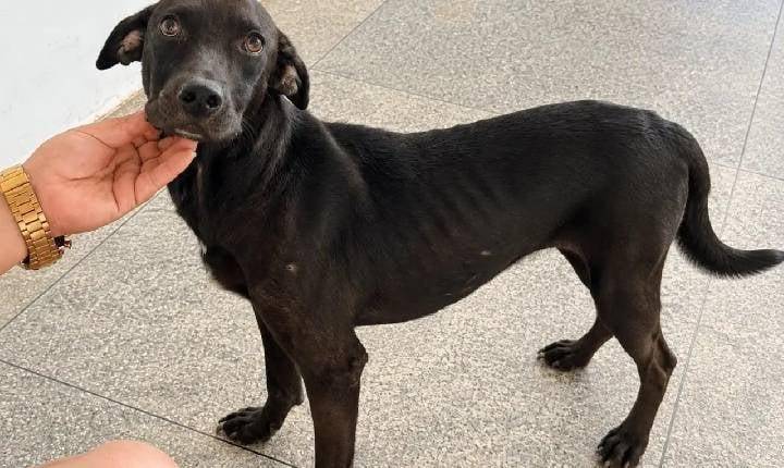 Vini Jr., o cão salvado durante a partida do Brasil na Copa do Mundo, busca uma nova família