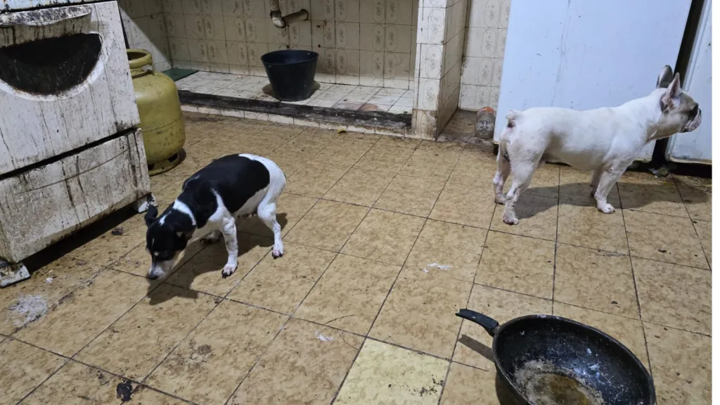 Policiais civis do Rio de Janeiro que participaram da operação para prender o médico que mantinha cães congelados no freezer de casa relataram um cenário de horror no interior da r