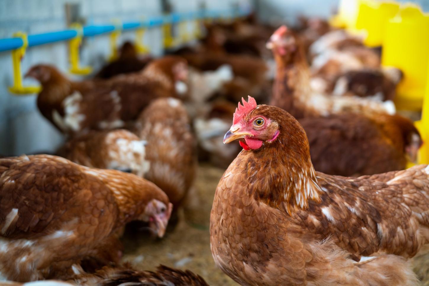 Gripe aviária: trabalhador de granja no RS é isolado por possível infecção