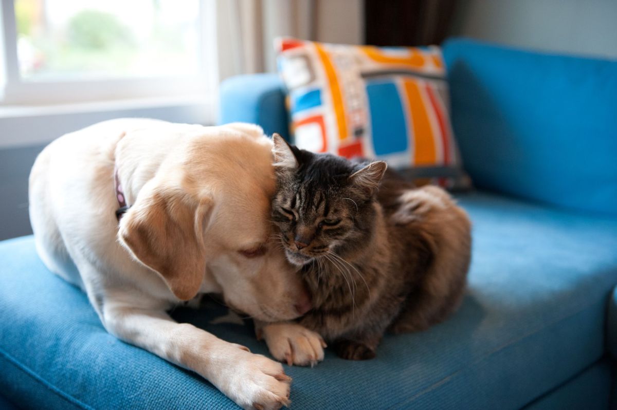Alesp aprova projeto que permite sepultamento de cães e gatos em jazigos