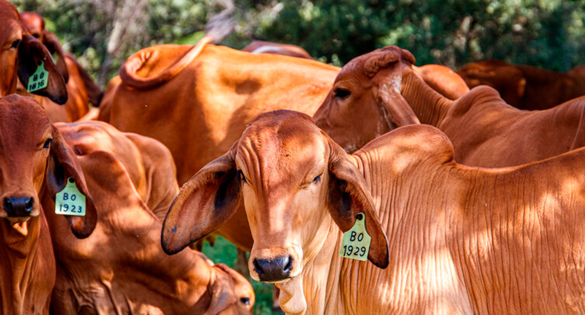 Mosca no gado: por que o controle integrado reduz perdas e freia resistência