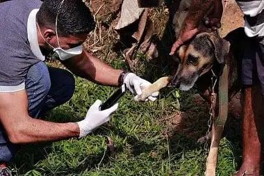 A vocação do Médico-Veterinário: cuidado que se transforma em proteção