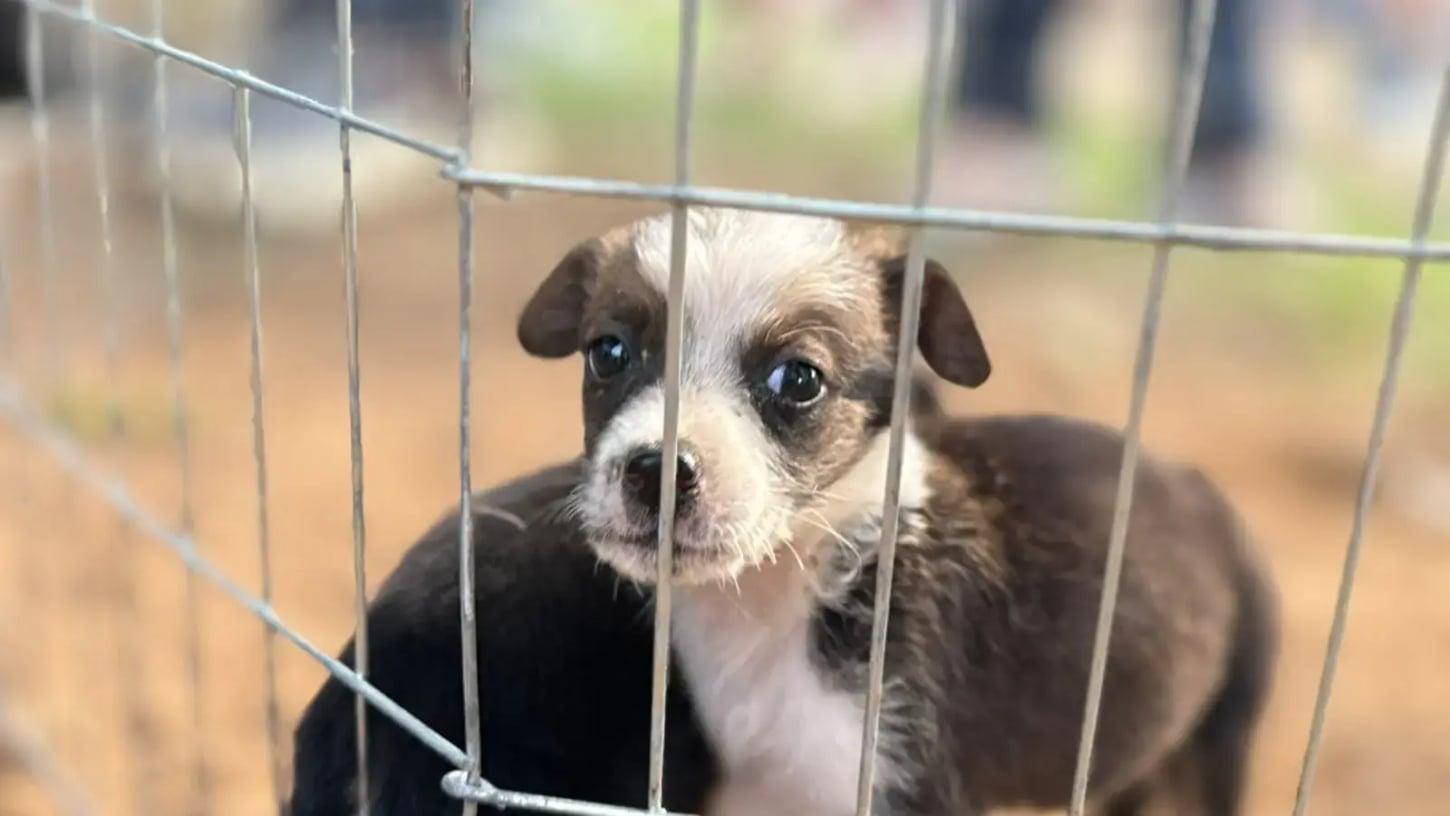 Adoção Responsável e Acolhimento: Iniciativas da Clínica de Bem-Estar Animal em Porto Velho