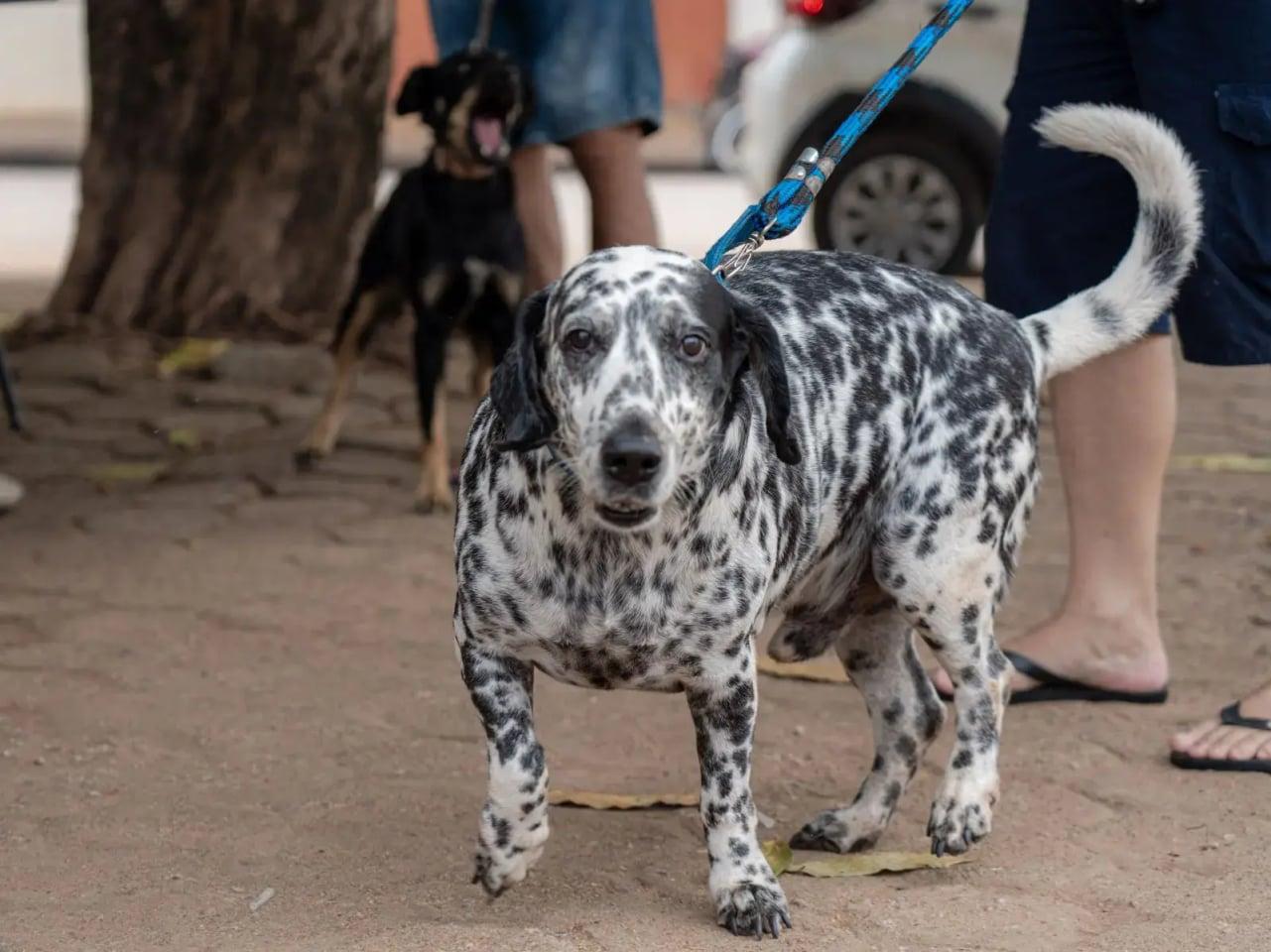 Ainda não levou seu pet ao Dia D? A vacinação contra a raiva segue disponível