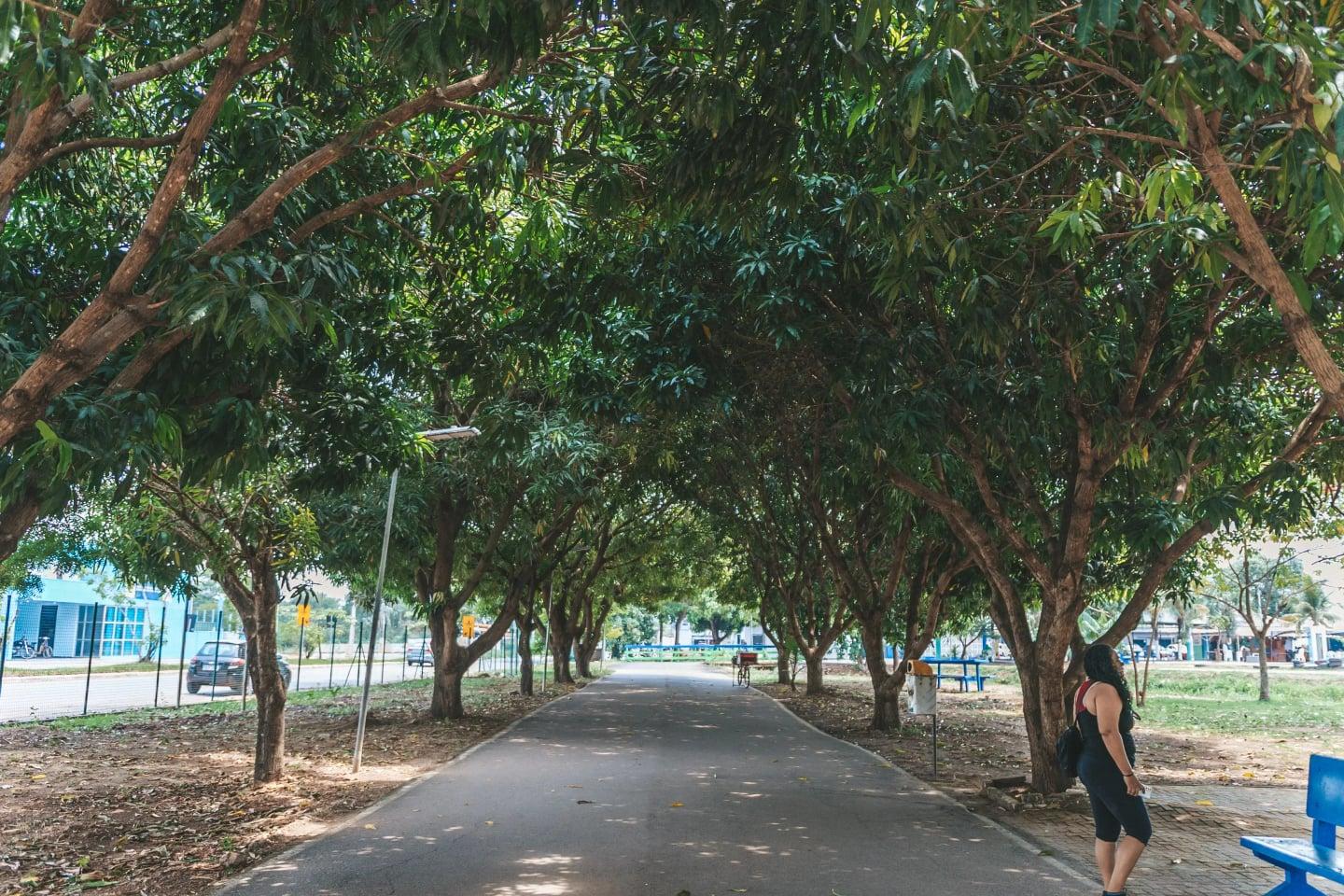 Dia da Árvore é comemorado pela Prefeitura de Porto Velho