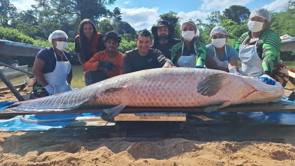 Gigantesco pirarucu é pescado em Costa Marques, Rondônia