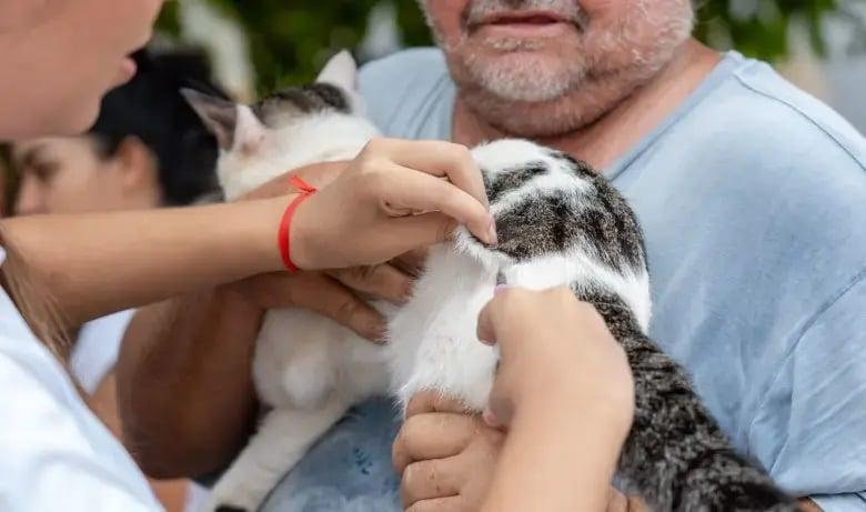 Imunização no 'Setembro Caramelo' vacinou mais de 30 mil animais em Porto Velho