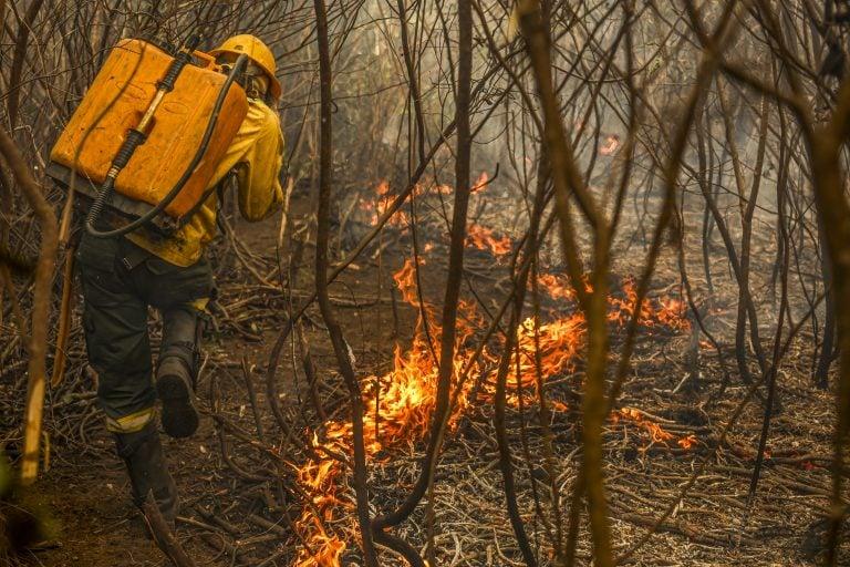 Iniciativa estabelece a figura do ‘boi bombeiro’ para a prevenção de incêndios no Pantanal
