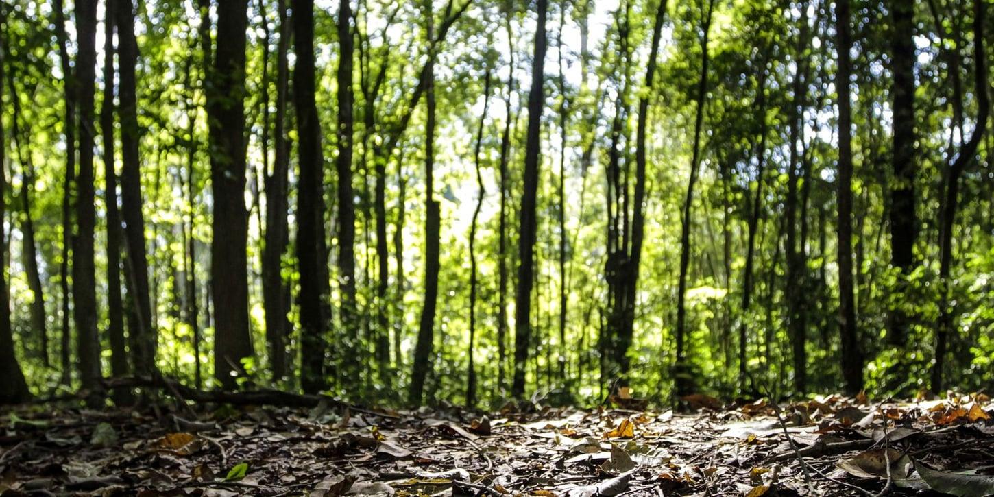 Marcos históricos na produção florestal brasileira: R$ 47,9 bilhões em 2025