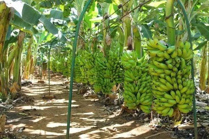 Produção de banana em Porto Velho se destaca e apoia agricultores