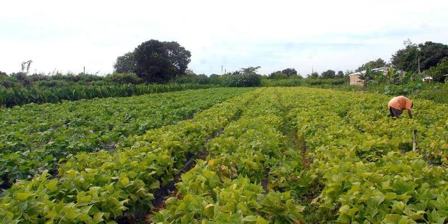 R$ 64,3 milhões em crédito para segurança alimentar e comunidades indígenas