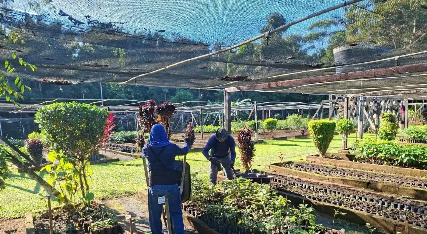 Retomada da distribuição de mudas é garantida por planejamento na época certa para o plantio