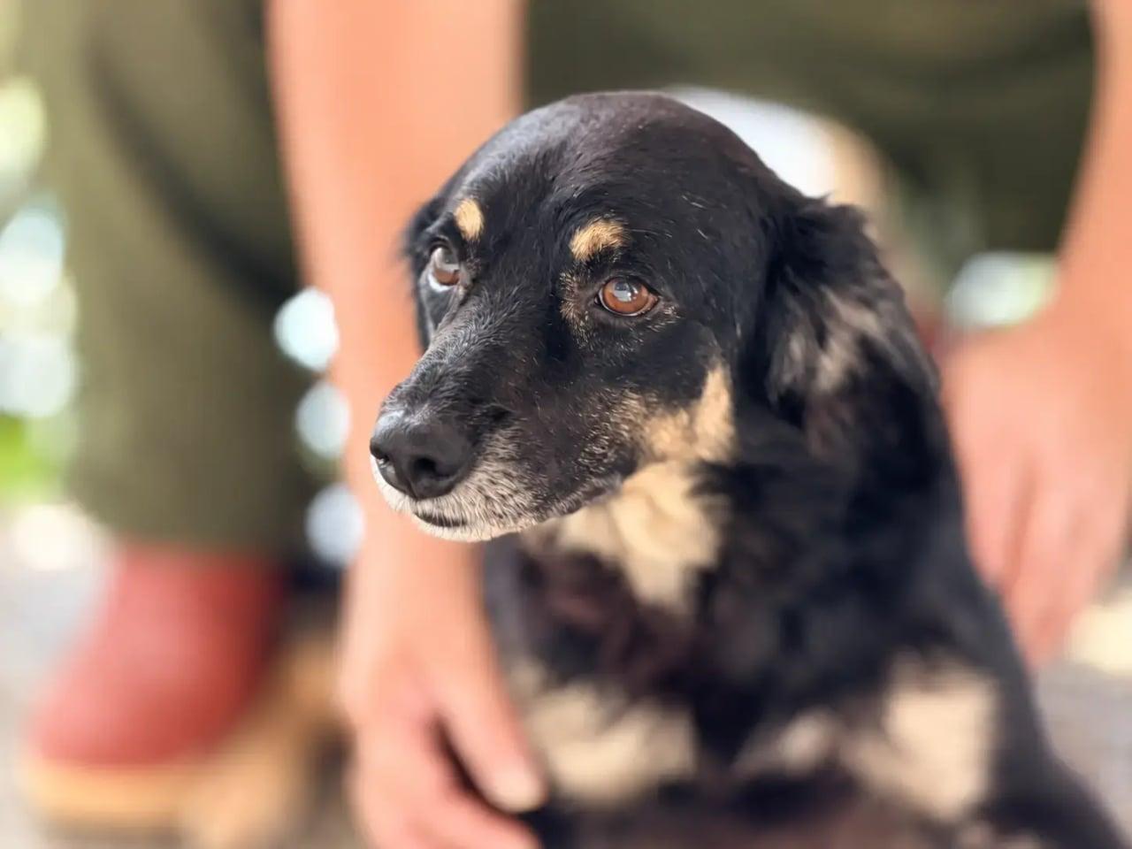 Superação de um cachorro comunitário traz esperança a todos