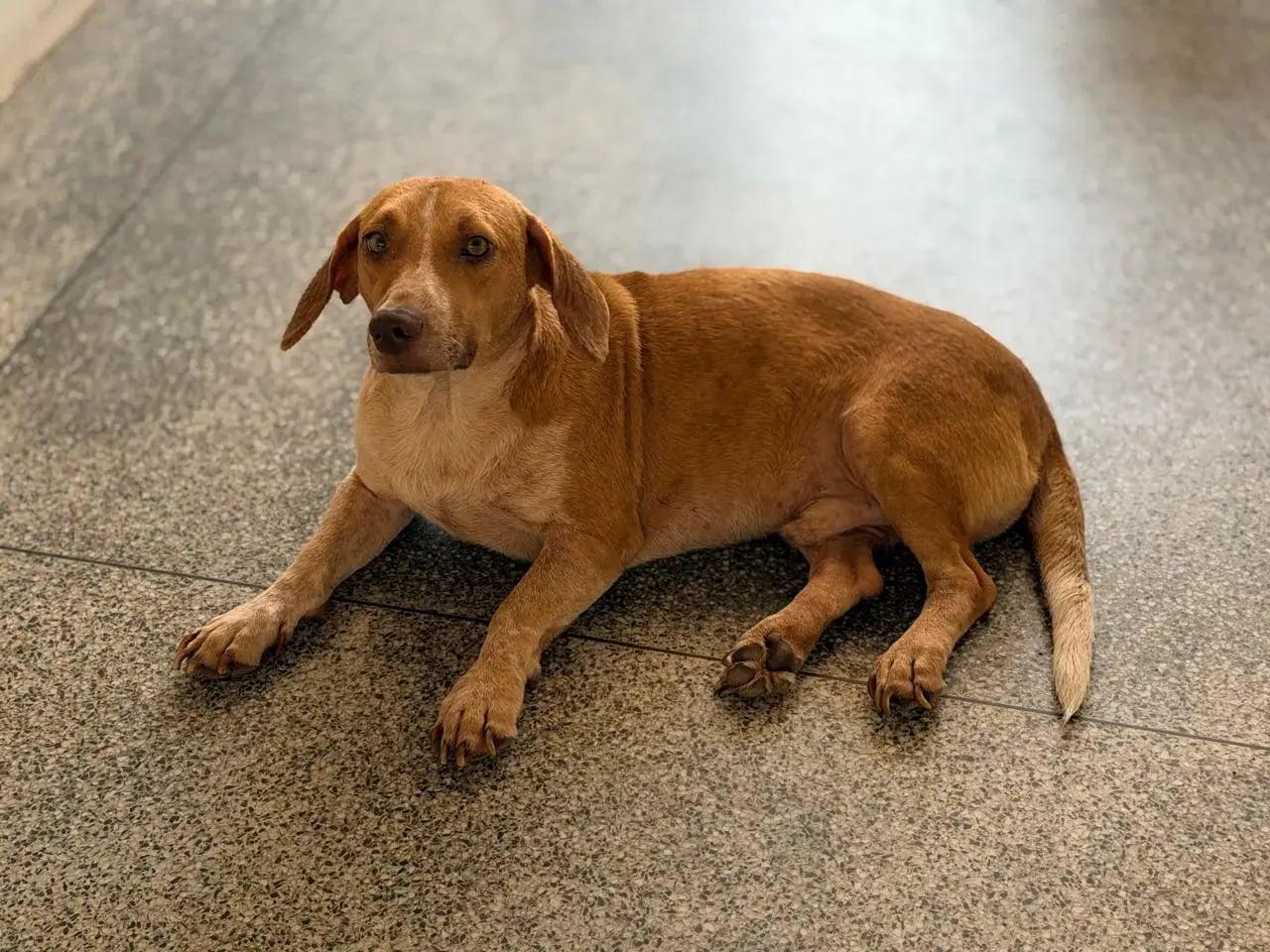 Tuco, o cão que superou um atropelamento, busca um lar amoroso