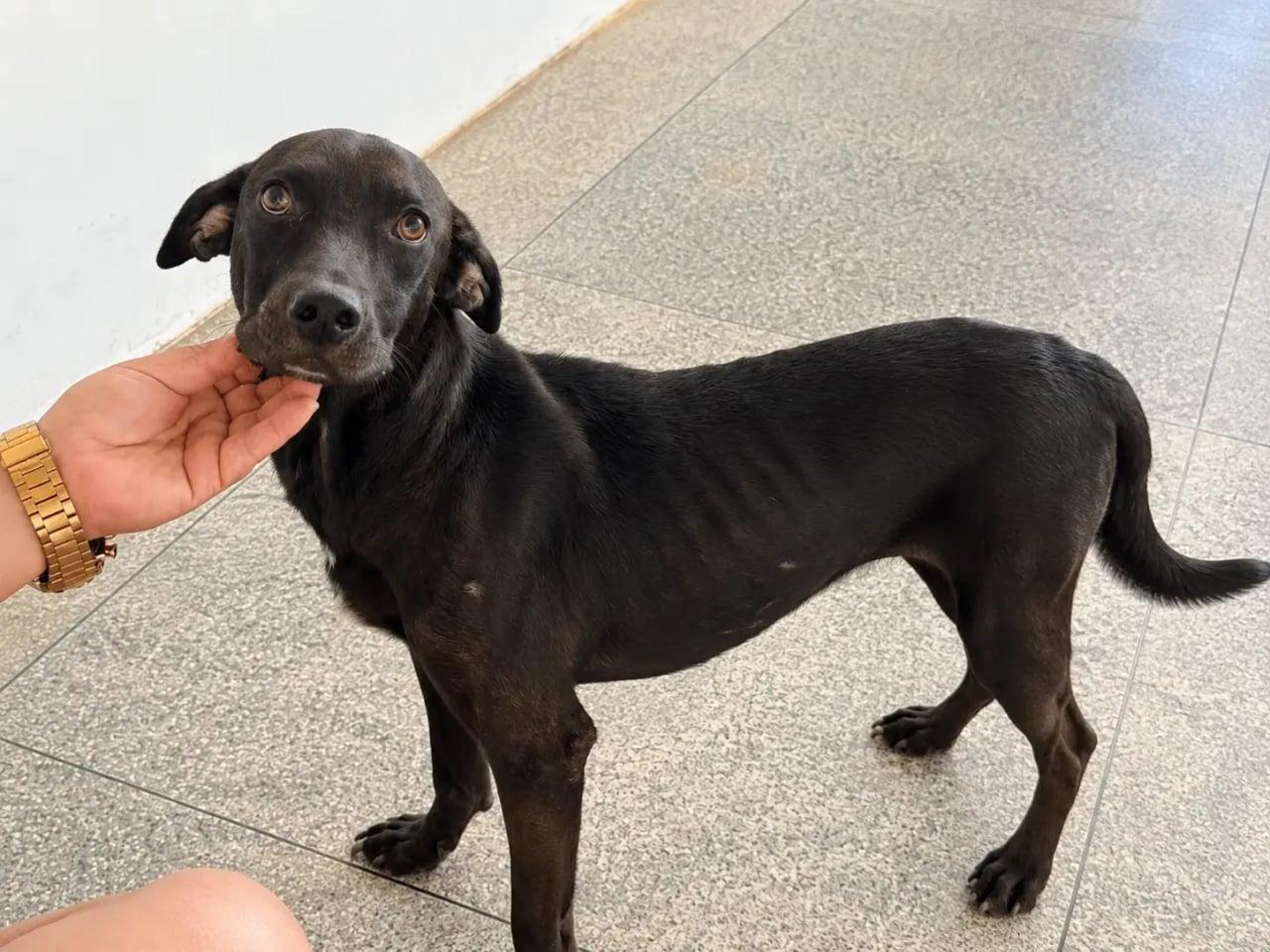Vini Jr., cão resgatado durante a Copa do Mundo, anseia por uma nova família