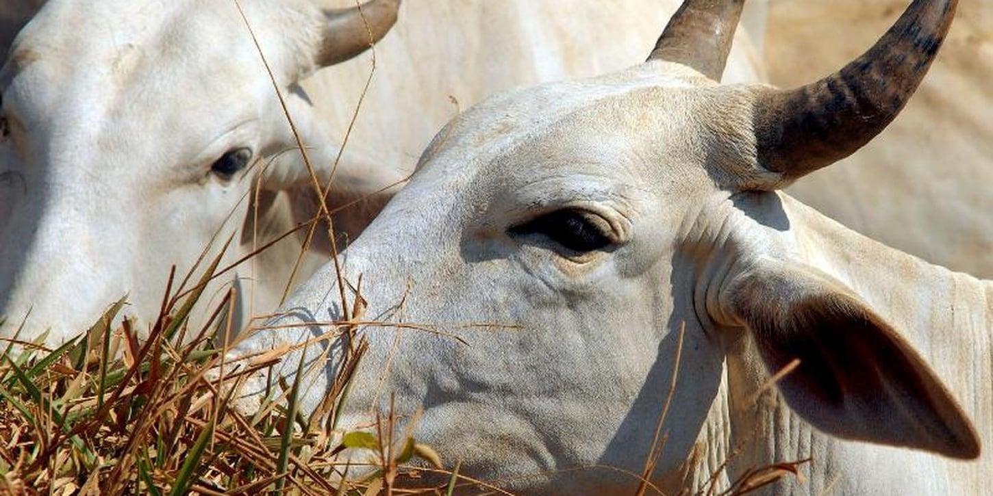 Tarifa de 67% é aplicada à carne brasileira no mercado chinês