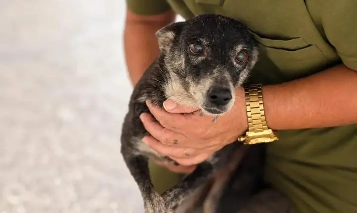 Cães resgatados em Porto Velho esperam por uma nova chance de vida