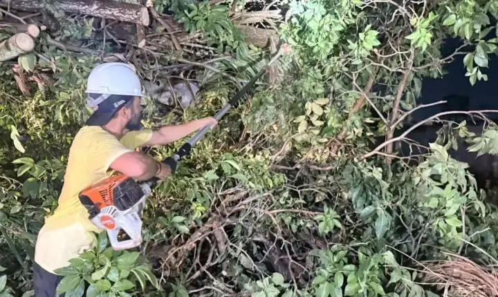 Equipes atuam na remoção de árvores após tempestade e intensificam as precauções frente às mudanças climáticas