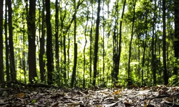 Marcos históricos na produção florestal brasileira: R$ 47,9 bilhões em 2025