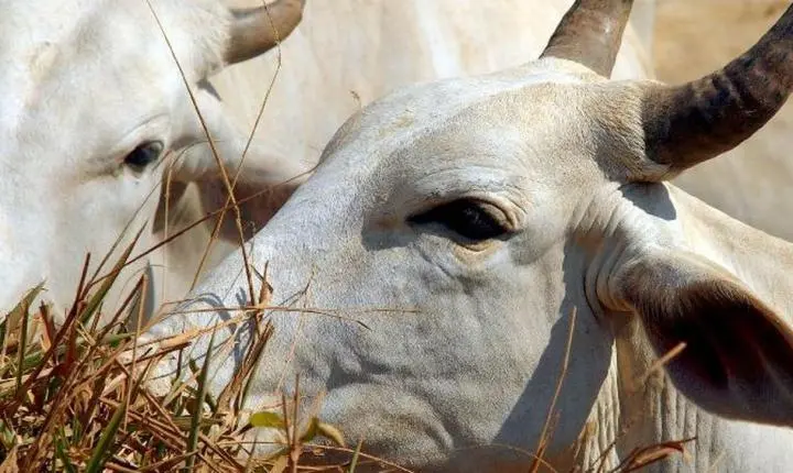 Tarifa de 67% é aplicada à carne brasileira no mercado chinês