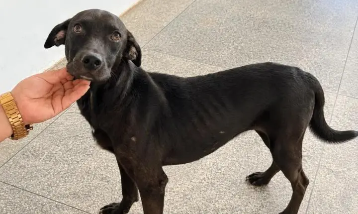 Vini Jr., cão resgatado durante a Copa do Mundo, anseia por uma nova família